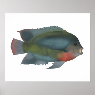 Poster Cichlide à tête rouge