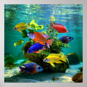 Poster Cichlids Africains Peacock Cichlid Aquarium Art