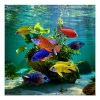 Cichlids Africains Peacock Cichlid Aquarium Art