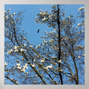 Poster ciel au printemps
