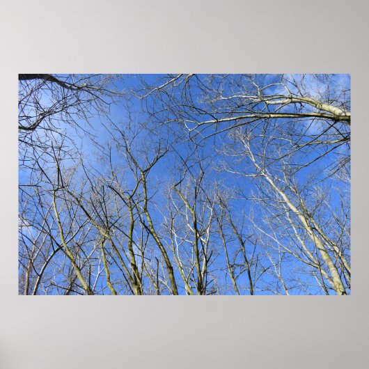 Poster Ciel bleu, Arbres en hiver (Devant)