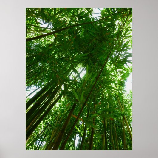 Poster Ciel de bambou (Devant)