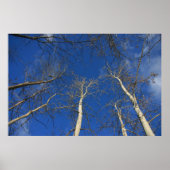 Poster Ciel d'hiver (Devant)