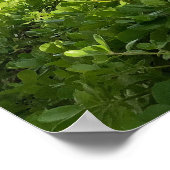 Poster Ciel Diamond Head (Coin)