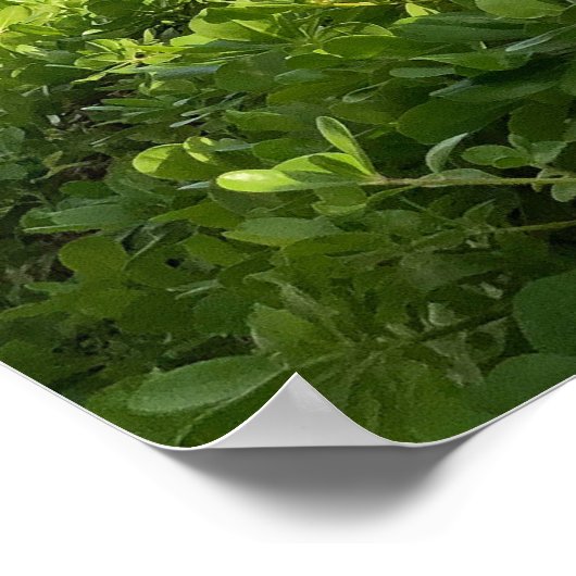 Poster Ciel Diamond Head (Coin)