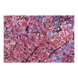 Poster Ciel Rose de Cerisier Sakura