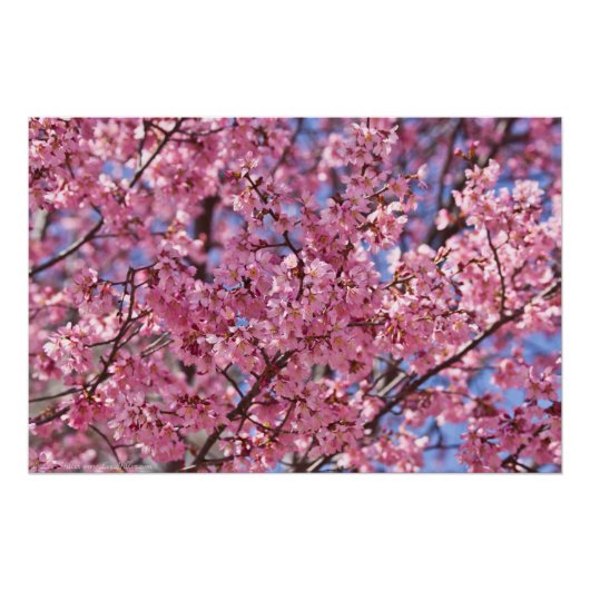 Poster Ciel Rose de Cerisier Sakura (Devant)