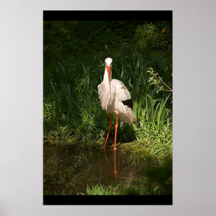 Poster Cigogne blanche