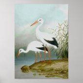 Poster cigogne blanche, illustrations d'oiseaux (Devant)