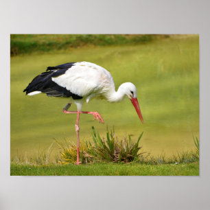 Poster cigogne blanche sur l'herbe