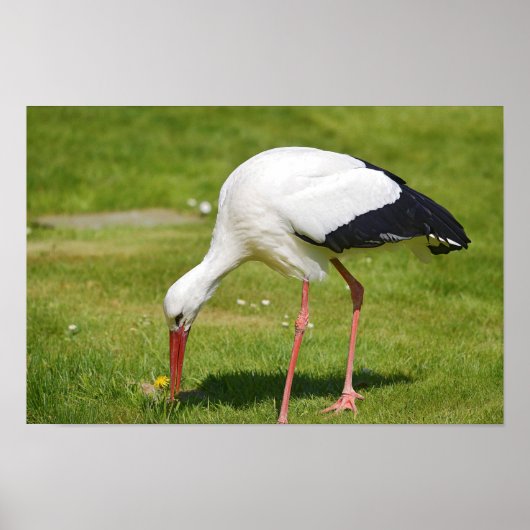Poster cigogne blanche sur l'herbe (Devant)