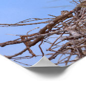 Poster cigognes blanches sur leur nid (Coin)