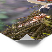 Poster cigognes blanches sur son nid (Coin)