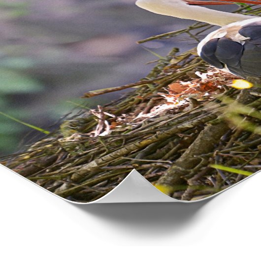 Poster cigognes blanches sur son nid (Coin)