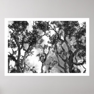 Poster Cimes d'arbre d'eucalyptus