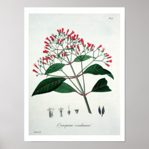 Poster Cinchona de "Phytographie Medicale" de Joseph Ro