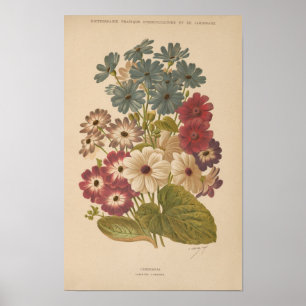 Poster Cineraria George Nicholson
