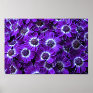 Poster Cineraria violette