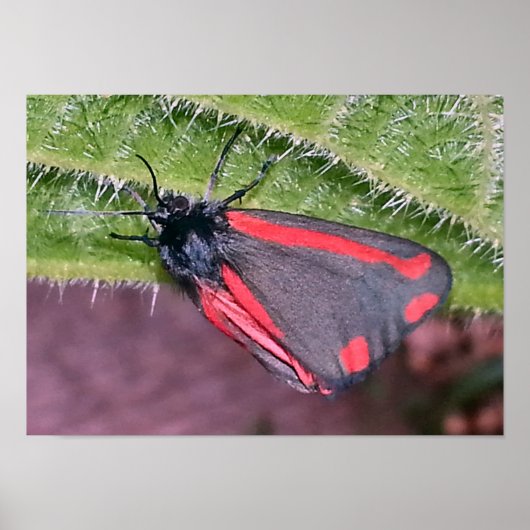 Poster Cinnabar Moth sur Nettle (Devant)
