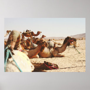 POSTER CINQ CAMELS SUR LE TERRAIN