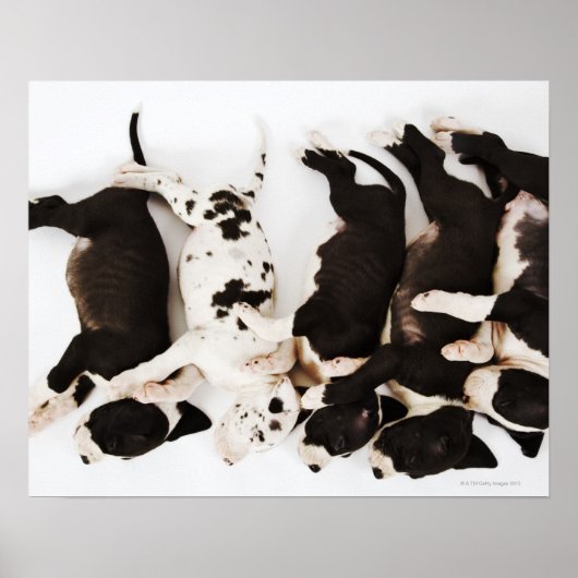 Poster Cinq chiots Harlequin Great Dane dormant (Devant)