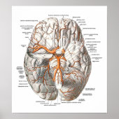 Poster Circulation du cerveau (Devant)
