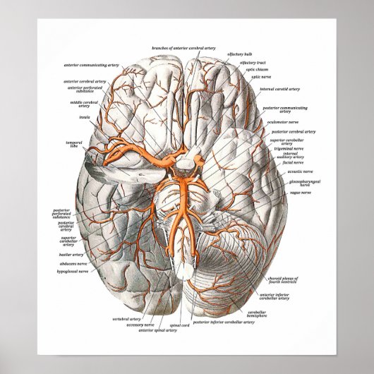 Poster Circulation du cerveau (Devant)