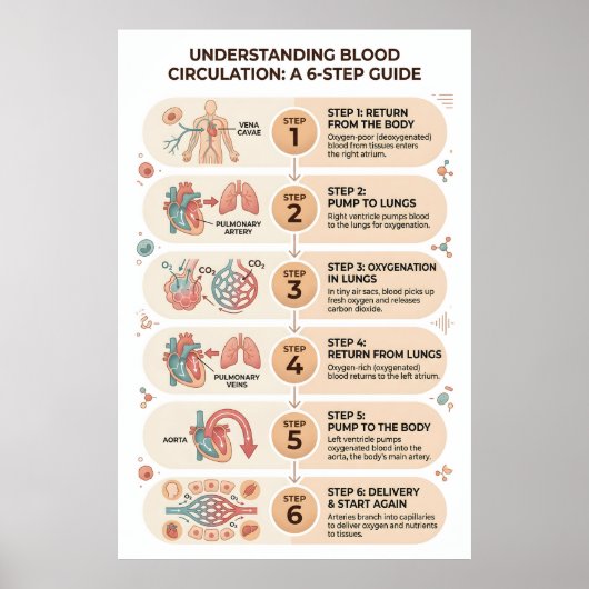 Poster Circulation sanguine humaine : un guide éducatif e (Devant)