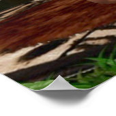 POSTER CISEAUX DE TARZANA LUANA #3 (Coin)