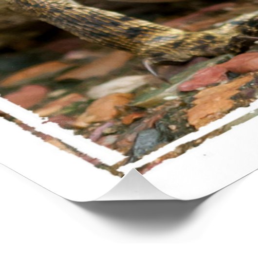 Poster Citation curieuse (Coin)