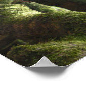 Poster Citation de Live Oaks Muir (Coin)