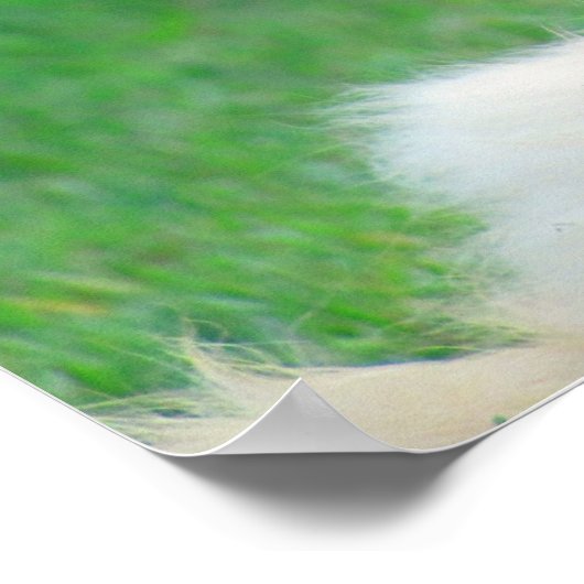 Poster Citation de vérité St Augustine du chat Ginger (Coin)