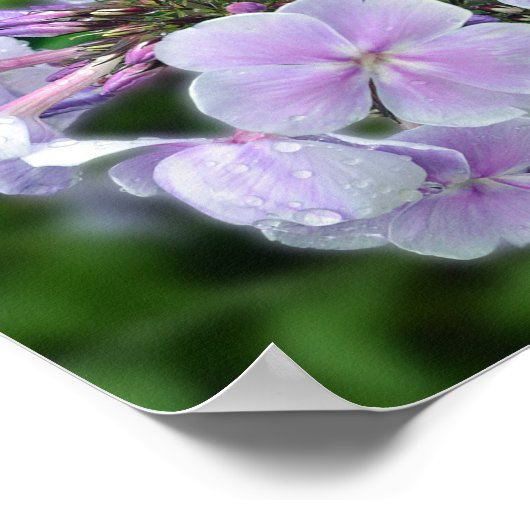 Poster Citation florale d'Hydrangée (Coin)