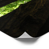 Poster Citation Muir de Redwood Trees (Coin)