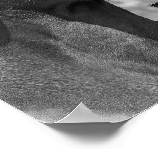 Poster Citations Rhodesian Ridgeback (Coin)