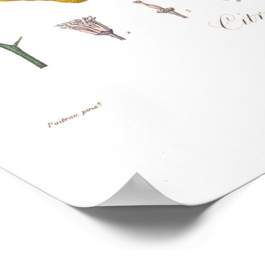 Poster Citron (Coin)