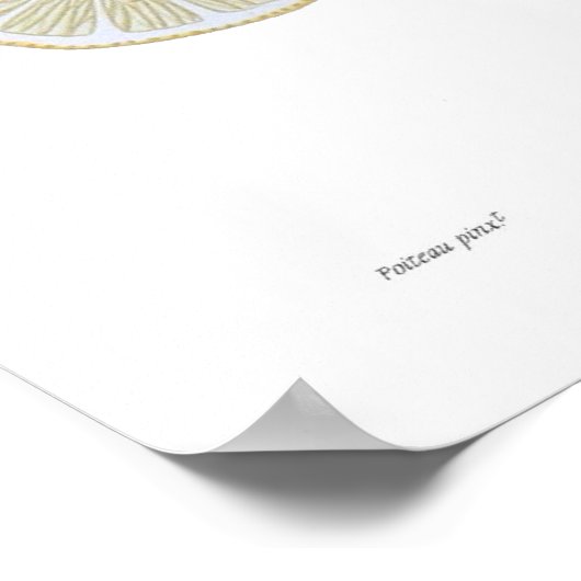 Poster Citron (Coin)