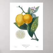 Poster Citron (Devant)