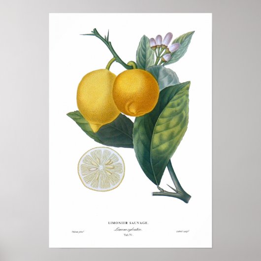Poster Citron (Devant)