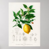 Poster Citron (Citrus Limonium) (Devant)
