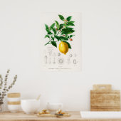 Poster Citron (Citrus Limonium) (Cuisine)