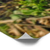 Poster Citron main de Bouddha (Coin)