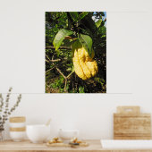 Poster Citron main de Bouddha (Cuisine)