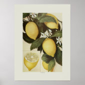 Poster Citrons (Devant)