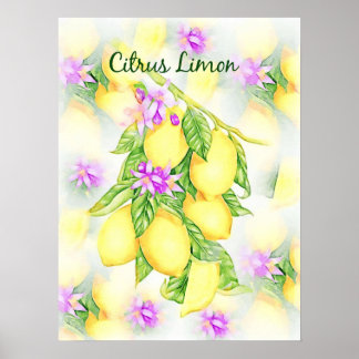 Poster Citrons Aquarelle Citrus Limon Fruit Cuisine
