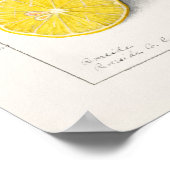 Poster Citrons Citrus Limon 1908 par Ellen Isham Schutt (Coin)