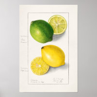 Citrons Citrus Limon 1908 par Ellen Isham Schutt