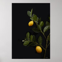 Citrons encore sur leur branche