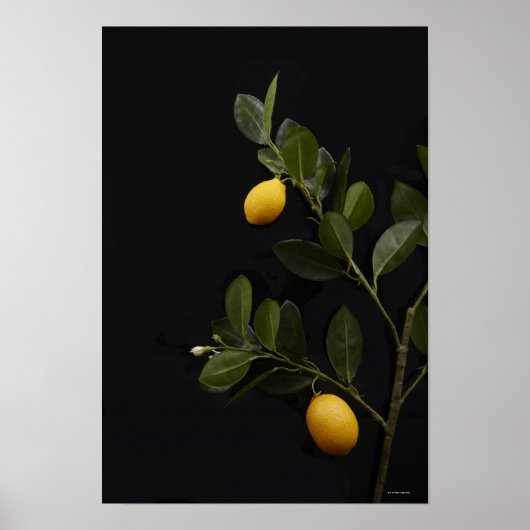 Poster Citrons encore sur leur branche (Devant)