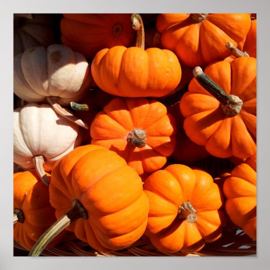 Poster Citrouille (Devant)